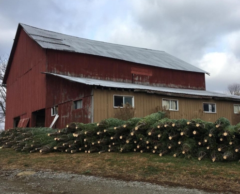 Fodor Tree Farm