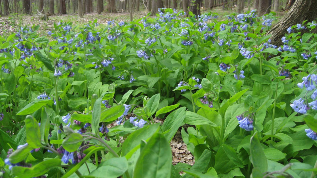 Spring Wildflower Walk