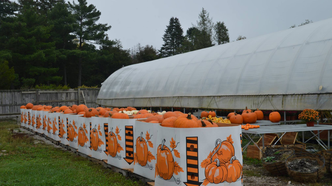Pumpkin Carving - Fellows Riverside Gardens